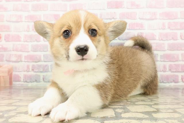 神奈川県のウェルシュコーギーペンブローク (Coo&RIKU藤沢店/2025年9月3日生まれ/女の子/レッドホワイト)の子犬の2枚目の画像