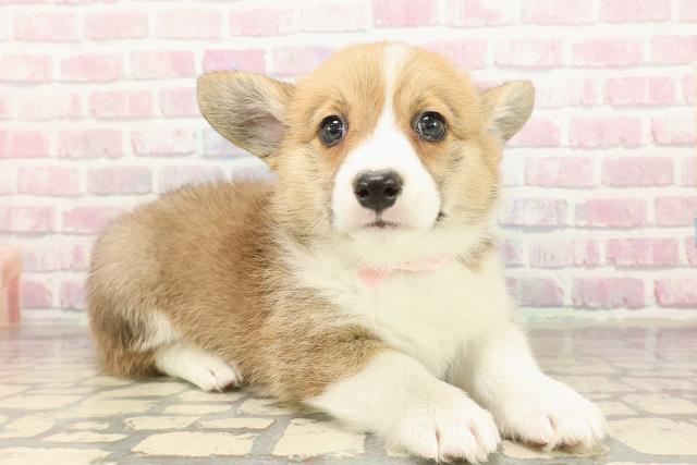 神奈川県のウェルシュコーギーペンブローク (Coo&RIKU藤沢店/2025年9月3日生まれ/女の子/レッドホワイト)の子犬の3枚目の画像