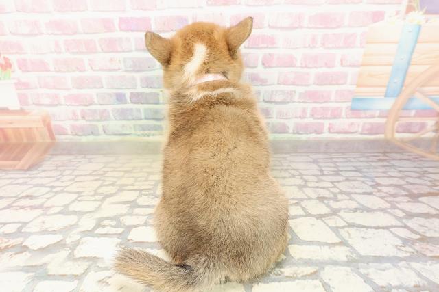 神奈川県のウェルシュコーギーペンブローク (Coo&RIKU藤沢店/2025年9月3日生まれ/女の子/レッドホワイト)の子犬の4枚目の画像