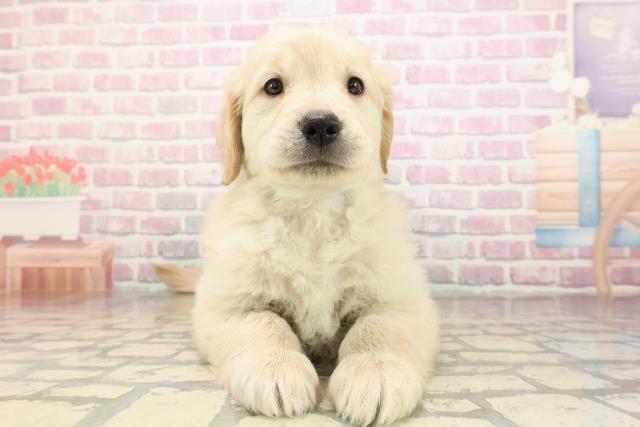 東京都のゴールデンレトリバー (Coo&RIKU練馬店/2025年9月3日生まれ/男の子/ゴールデン)の子犬の1枚目の画像