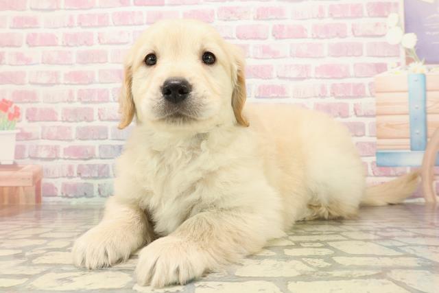 東京都のゴールデンレトリバー (Coo&RIKU練馬店/2025年9月3日生まれ/男の子/ゴールデン)の子犬の2枚目の画像