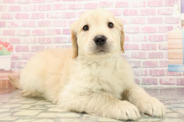 東京都のゴールデンレトリバー (Coo&RIKU練馬店/2025年9月3日生まれ/男の子/ゴールデン)の子犬の3枚目の画像