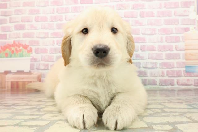 埼玉県のゴールデンレトリバー (Coo&RIKU所沢店/2025年9月3日生まれ/男の子/ゴールデン)の子犬の1枚目の画像