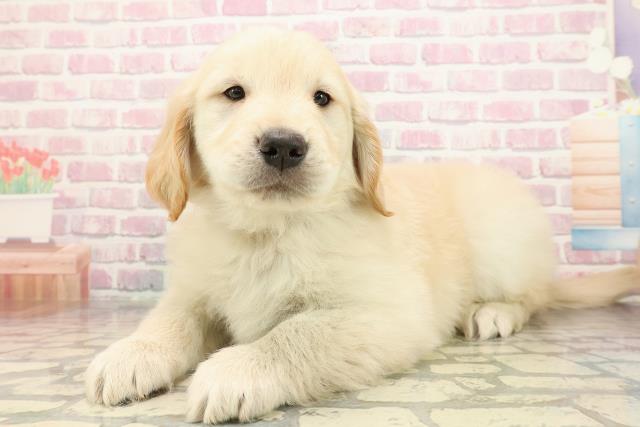 埼玉県のゴールデンレトリバー (Coo&RIKU所沢店/2025年9月3日生まれ/男の子/ゴールデン)の子犬の2枚目の画像