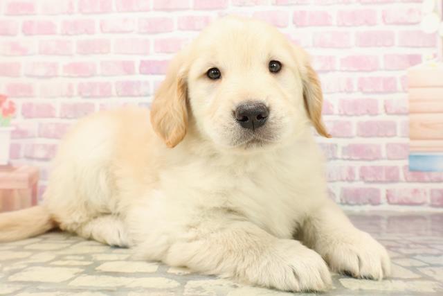 埼玉県のゴールデンレトリバー (Coo&RIKU所沢店/2025年9月3日生まれ/男の子/ゴールデン)の子犬の3枚目の画像