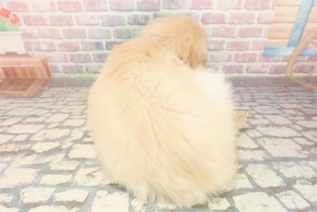 埼玉県のゴールデンレトリバー (Coo&RIKU所沢店/2025年9月3日生まれ/男の子/ゴールデン)の子犬の4枚目の画像