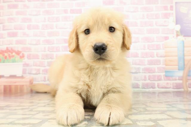 千葉県のゴールデンレトリバー (Coo&RIKU若葉都賀店/2025年9月3日生まれ/男の子/ゴールデン)の子犬