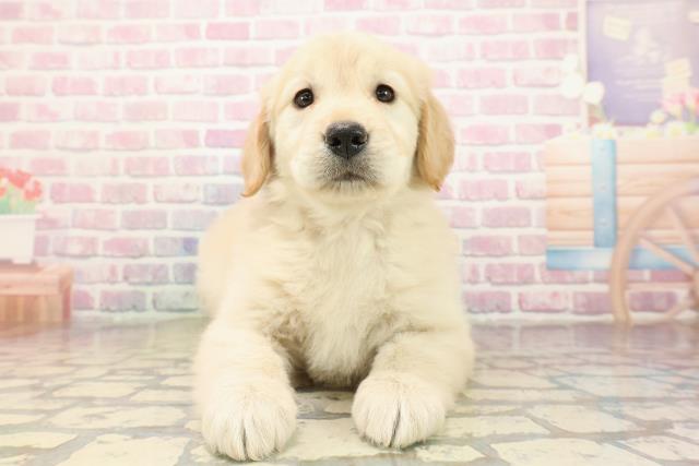 埼玉県のゴールデンレトリバー (Coo&RIKU川越店/2025年9月3日生まれ/女の子/ゴールデン)の子犬の1枚目の画像