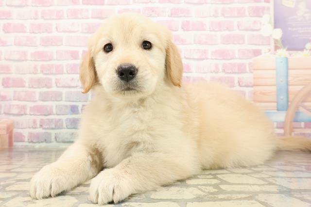 埼玉県のゴールデンレトリバー (Coo&RIKU川越店/2025年9月3日生まれ/女の子/ゴールデン)の子犬の2枚目の画像