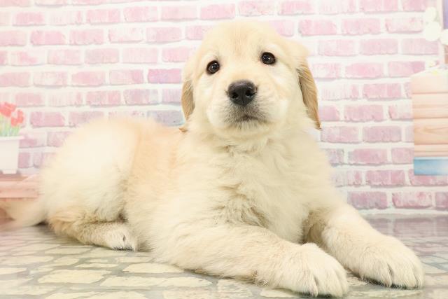 埼玉県のゴールデンレトリバー (Coo&RIKU川越店/2025年9月3日生まれ/女の子/ゴールデン)の子犬の3枚目の画像