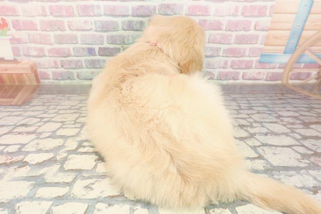 埼玉県のゴールデンレトリバー (Coo&RIKU川越店/2025年9月3日生まれ/女の子/ゴールデン)の子犬の4枚目の画像