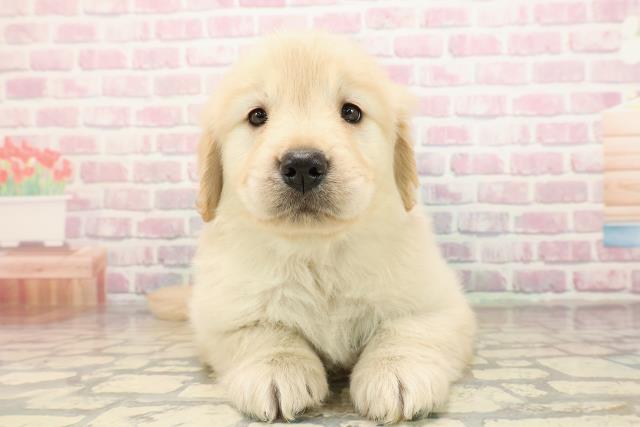 神奈川県のゴールデンレトリバー (Coo&RIKU横須賀店/2025年9月3日生まれ/女の子/ゴールデン)の子犬