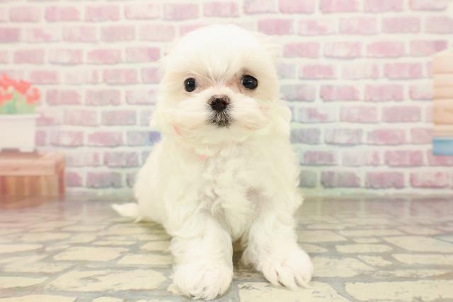 東京都のマルチーズ (Coo&RIKU池袋西口店/2025年9月7日生まれ/女の子/ホワイト)の子犬