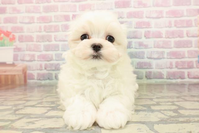 東京都のマルチーズ (Coo&RIKU阿佐ヶ谷店/2025年9月7日生まれ/男の子/ホワイト)の子犬