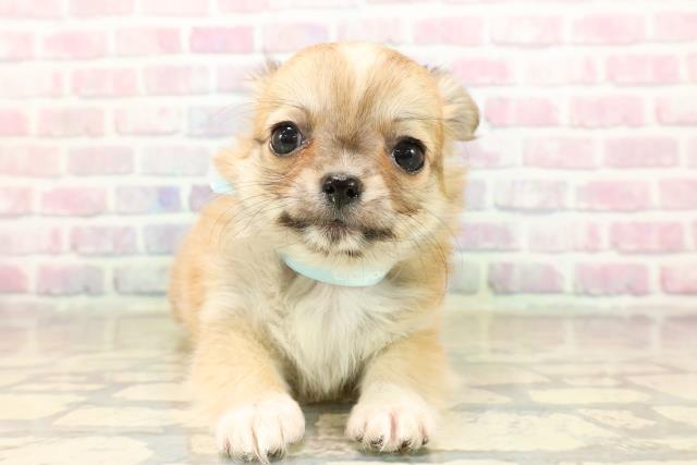 東京都のチワワ(ロング) (Coo&RIKU阿佐ヶ谷店/2025年9月6日生まれ/男の子/レッドホワイト)の子犬の1枚目の画像