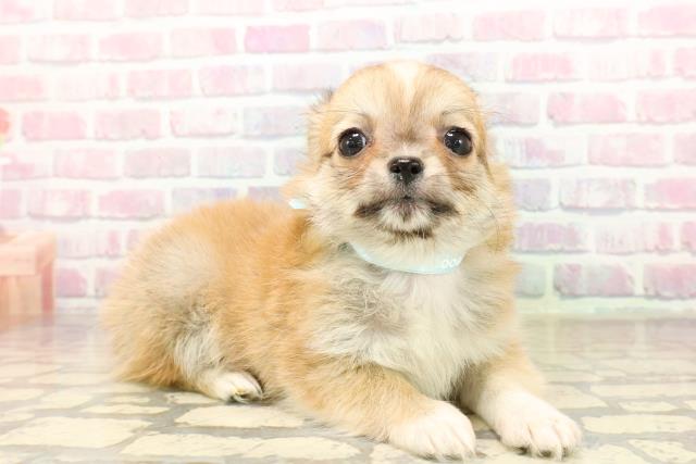 東京都のチワワ(ロング) (Coo&RIKU阿佐ヶ谷店/2025年9月6日生まれ/男の子/レッドホワイト)の子犬の3枚目の画像