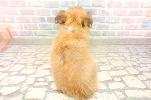 東京都のチワワ(ロング) (Coo&RIKU阿佐ヶ谷店/2025年9月6日生まれ/男の子/レッドホワイト)の子犬の4枚目の画像