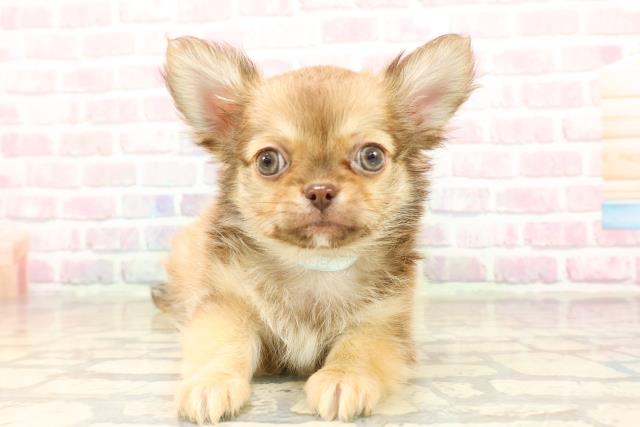 茨城県のチワワ(ロング) (Coo&RIKUMEGAドン・キホーテ勝田店/2025年9月6日生まれ/男の子/チョコレートフォーン)の子犬の1枚目の画像