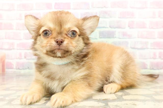 茨城県のチワワ(ロング) (Coo&RIKUMEGAドン・キホーテ勝田店/2025年9月6日生まれ/男の子/チョコレートフォーン)の子犬の2枚目の画像