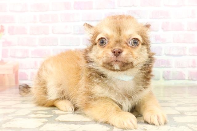 茨城県のチワワ(ロング) (Coo&RIKUMEGAドン・キホーテ勝田店/2025年9月6日生まれ/男の子/チョコレートフォーン)の子犬の3枚目の画像