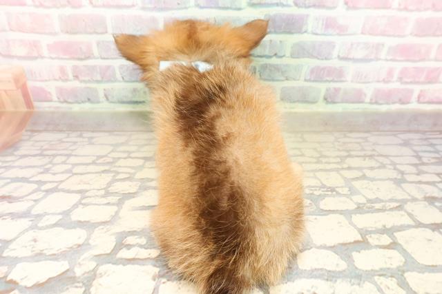 茨城県のチワワ(ロング) (Coo&RIKUMEGAドン・キホーテ勝田店/2025年9月6日生まれ/男の子/チョコレートフォーン)の子犬の4枚目の画像