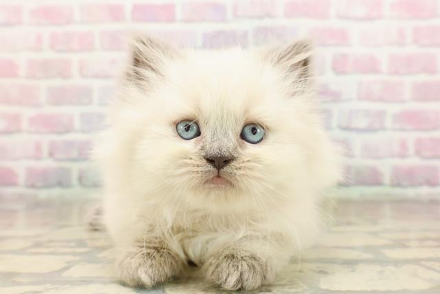 東京都のヒマラヤン (Coo&RIKU武蔵小山店/2025年9月8日生まれ/女の子/ブルーポイント)の子猫