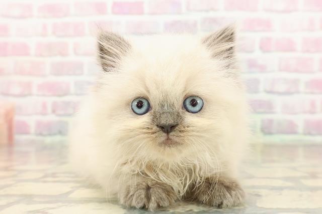 東京都のヒマラヤン (Coo&RIKU中野サンモール店/2025年9月8日生まれ/女の子/ブルーポイント)の子猫