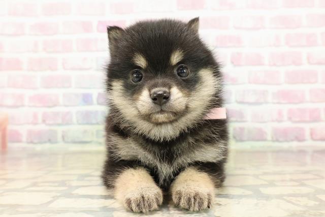 東京都のポメ柴/豆ポメ/ポメ豆柴(ポメラニアン×柴犬) (Coo&RIKU三軒茶屋店/2025年9月10日生まれ/女の子/黒)の子犬