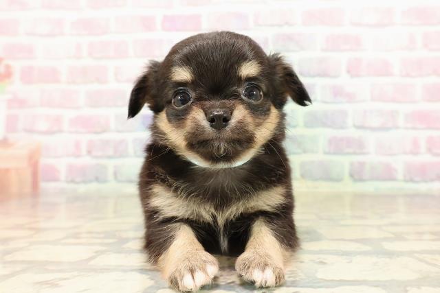 神奈川県のチワワ(ロング) (Coo&RIKU横浜港南台店/2025年9月9日生まれ/男の子/ブラックタン)の子犬の1枚目の画像