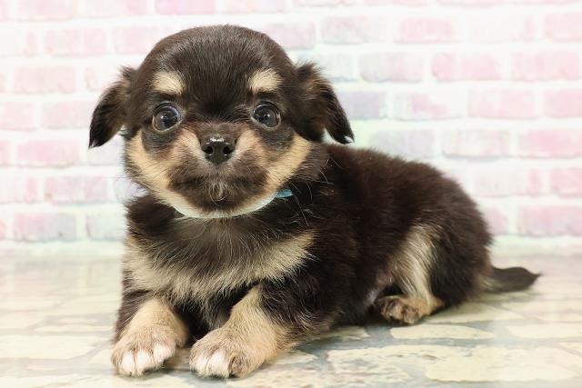 神奈川県のチワワ(ロング) (Coo&RIKU横浜港南台店/2025年9月9日生まれ/男の子/ブラックタン)の子犬の2枚目の画像