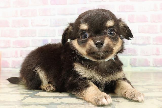 神奈川県のチワワ(ロング) (Coo&RIKU横浜港南台店/2025年9月9日生まれ/男の子/ブラックタン)の子犬の3枚目の画像