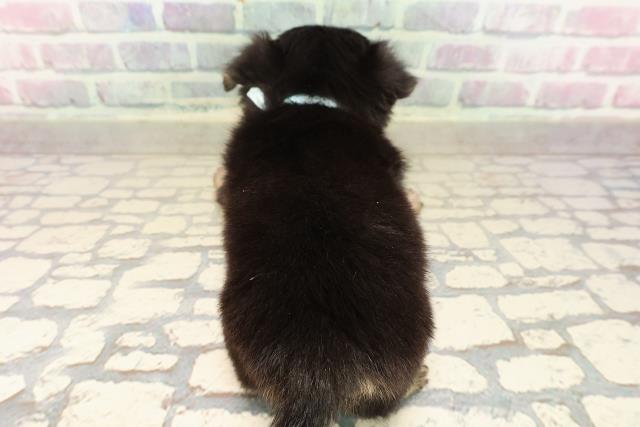 神奈川県のチワワ(ロング) (Coo&RIKU横浜港南台店/2025年9月9日生まれ/男の子/ブラックタン)の子犬の4枚目の画像