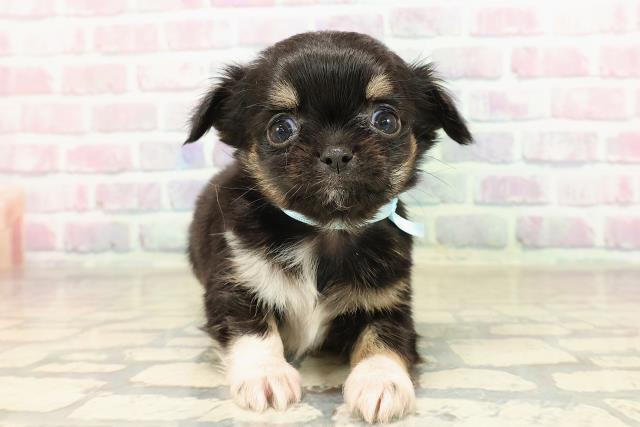 栃木県のチワワ(ロング) (Coo&RIKUFKDインターパーク店/2025年9月9日生まれ/男の子/ブラックタンホワイト)の子犬の1枚目の画像
