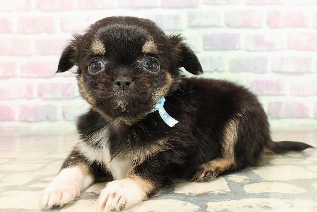 栃木県のチワワ(ロング) (Coo&RIKUFKDインターパーク店/2025年9月9日生まれ/男の子/ブラックタンホワイト)の子犬の2枚目の画像