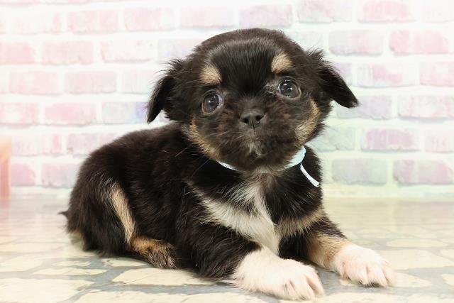 栃木県のチワワ(ロング) (Coo&RIKUFKDインターパーク店/2025年9月9日生まれ/男の子/ブラックタンホワイト)の子犬の3枚目の画像