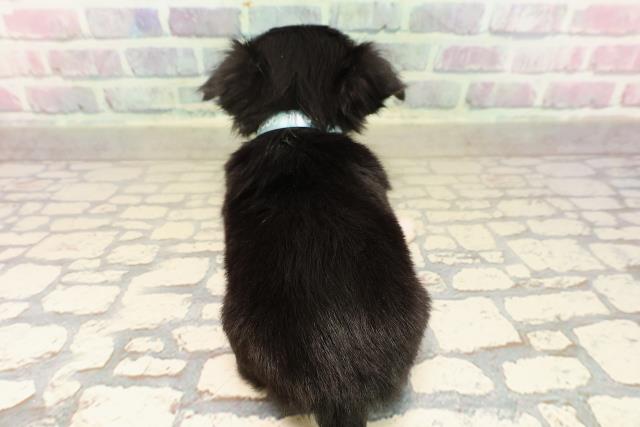 栃木県のチワワ(ロング) (Coo&RIKUFKDインターパーク店/2025年9月9日生まれ/男の子/ブラックタンホワイト)の子犬の4枚目の画像