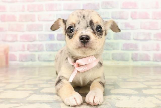 東京都のチワワ(スムース) (Coo&RIKU武蔵小山店/2025年9月9日生まれ/女の子/ブルーマール)の子犬