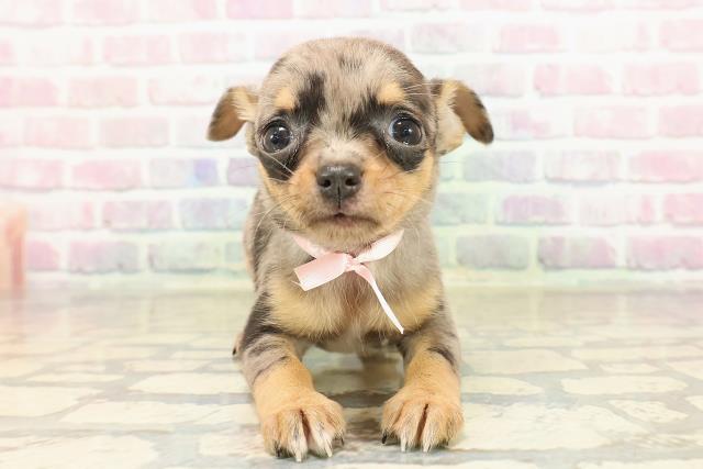 東京都のチワワ(スムース) (Coo&RIKU下北沢店/2025年9月9日生まれ/女の子/ブルーマール)の子犬の1枚目の画像