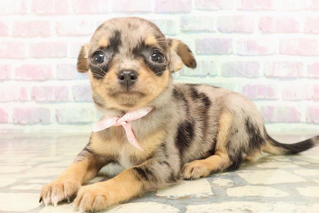 東京都のチワワ(スムース) (Coo&RIKU下北沢店/2025年9月9日生まれ/女の子/ブルーマール)の子犬の2枚目の画像