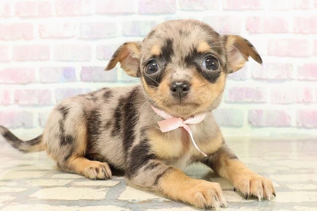 東京都のチワワ(スムース) (Coo&RIKU下北沢店/2025年9月9日生まれ/女の子/ブルーマール)の子犬の3枚目の画像