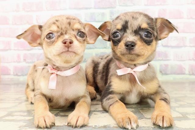 東京都のチワワ(スムース) (Coo&RIKU下北沢店/2025年9月9日生まれ/女の子/ブルーマール)の子犬の4枚目の画像