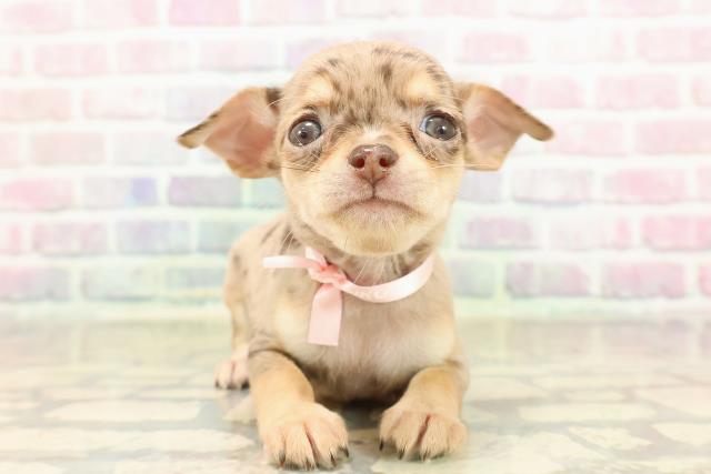 東京都のチワワ(スムース) (Coo&RIKU新宿三丁目店/2025年9月9日生まれ/女の子/チョコレートマール)の子犬