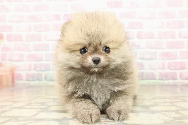 東京都のポメラニアン (Coo&RIKU練馬店/2025年9月3日生まれ/男の子/オレンジ)の子犬の1枚目の画像