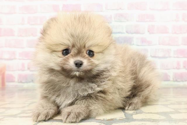 東京都のポメラニアン (Coo&RIKU練馬店/2025年9月3日生まれ/男の子/オレンジ)の子犬の2枚目の画像