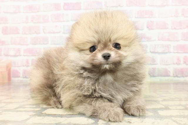 東京都のポメラニアン (Coo&RIKU練馬店/2025年9月3日生まれ/男の子/オレンジ)の子犬の3枚目の画像