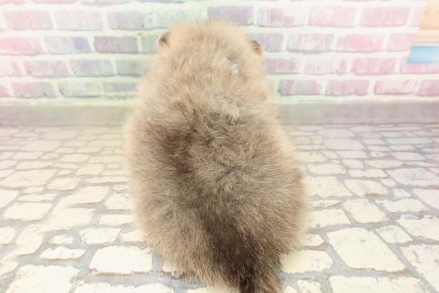 東京都のポメラニアン (Coo&RIKU練馬店/2025年9月3日生まれ/男の子/オレンジ)の子犬の4枚目の画像