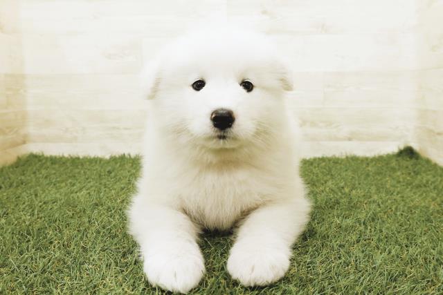 東京都のサモエド (Coo&RIKU足立本店/2025年9月3日生まれ/女の子/ホワイト)の子犬