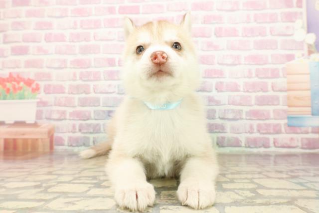 埼玉県のシベリアンハスキー (Coo&RIKU岩槻店/2025年9月10日生まれ/男の子/レッドホワイト)の子犬の1枚目の画像