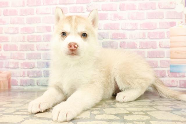 埼玉県のシベリアンハスキー (Coo&RIKU岩槻店/2025年9月10日生まれ/男の子/レッドホワイト)の子犬の2枚目の画像