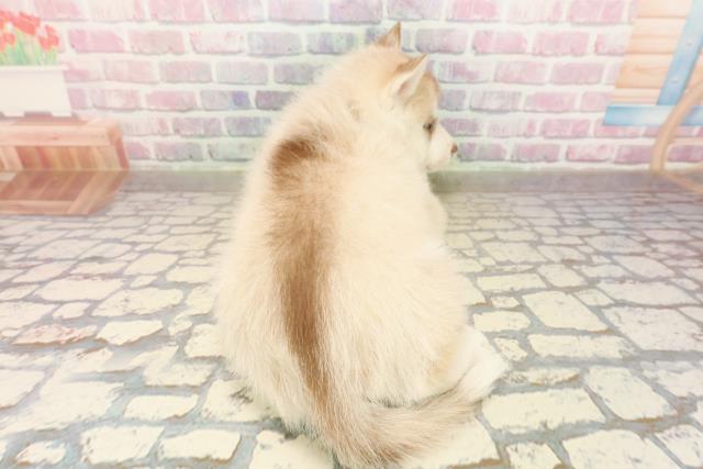 埼玉県のシベリアンハスキー (Coo&RIKU岩槻店/2025年9月10日生まれ/男の子/レッドホワイト)の子犬の4枚目の画像